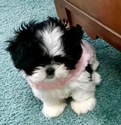 Shih Tzu Um cachorrinho pronto para criar memórias inesquecíveis