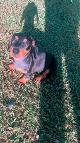 DACHSHUND ( SALSICHA ) DOAÇÃO 