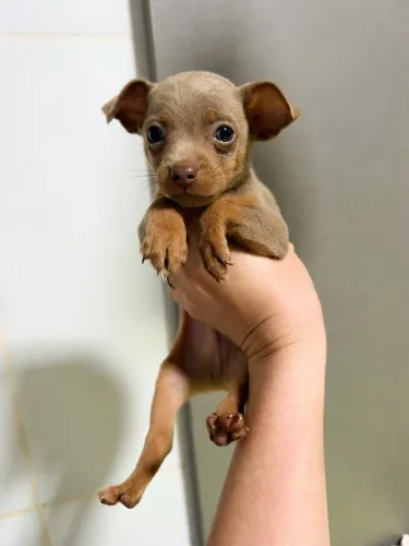 Pinscher Zero Lilac