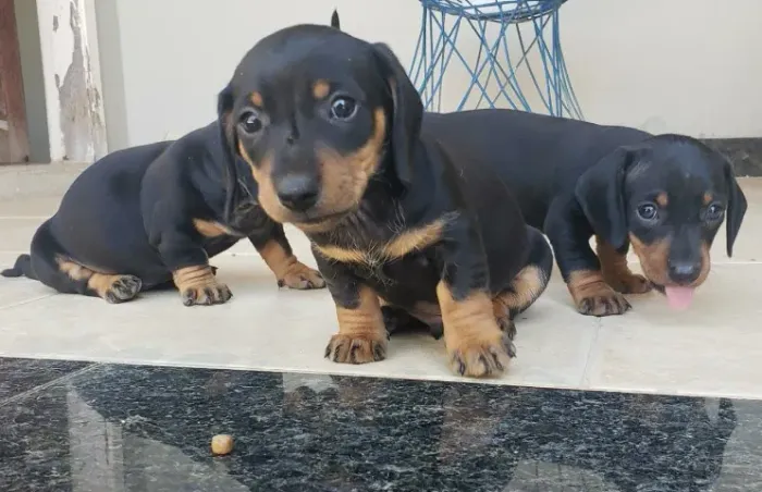 Basset Dachshund Filhotes Puro Sangue.