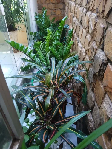 Vendo plantas