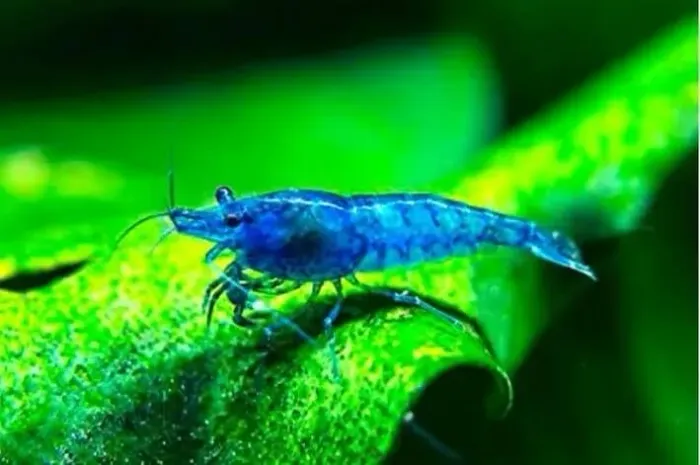 Camarão Ornamental agua doce