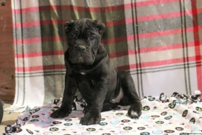 Cane Corso gigante - presença marcante