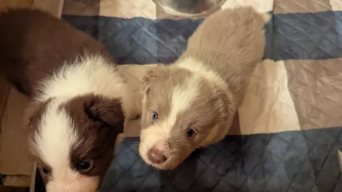 Filhotes de Border Collie | Alegria para compartilhar.