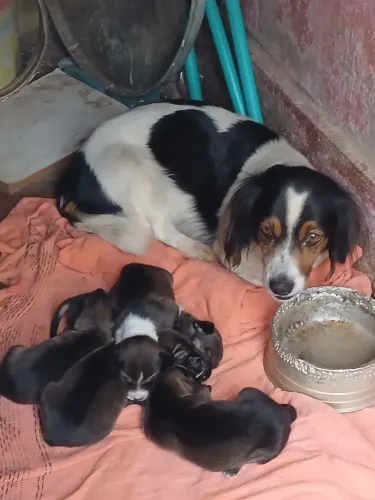 Doa-se 5 filhotinhas de cachorra.