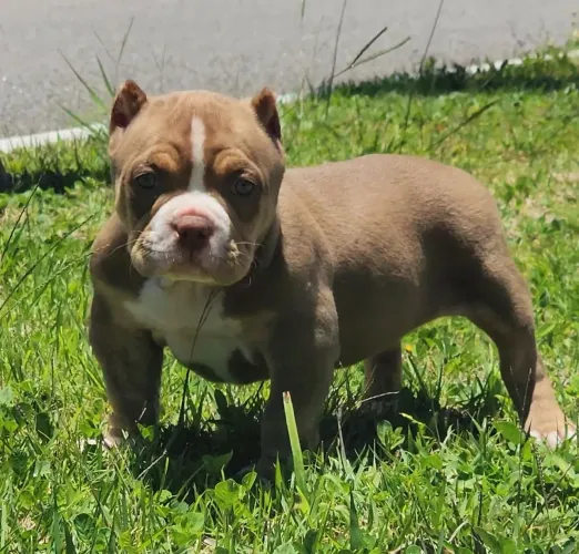 Filhotes de BULLY