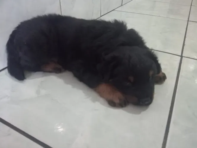 Filhote de Rottweiler cabeça de touro