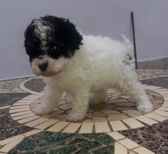 shipoo