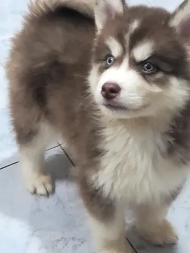 Husky siberiano
