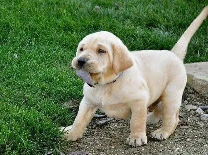 Labradores , Labrador bebezinhos lindinhos