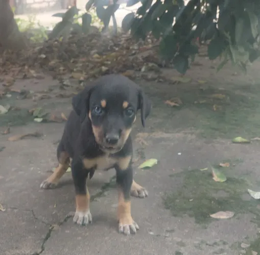 Doação de pets