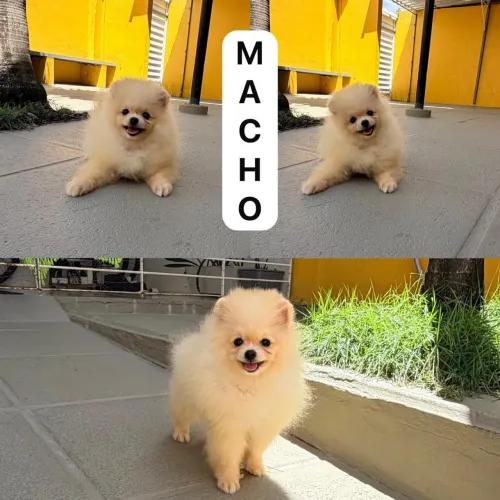 Lulu da pomerania macho