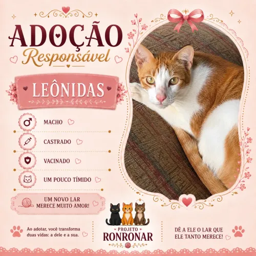 Gato macho para adoção 