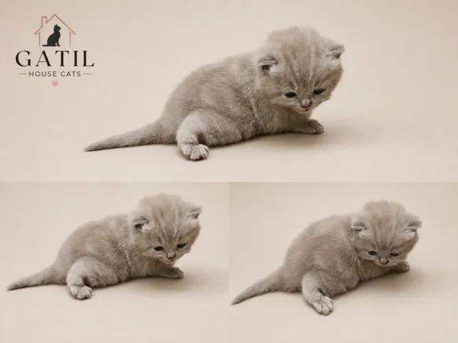 British shorthair, lindos filhotes
