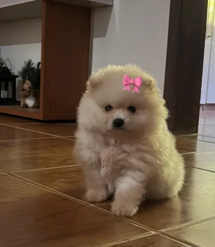 Spitz alemã -Opção de raça pequena disponível