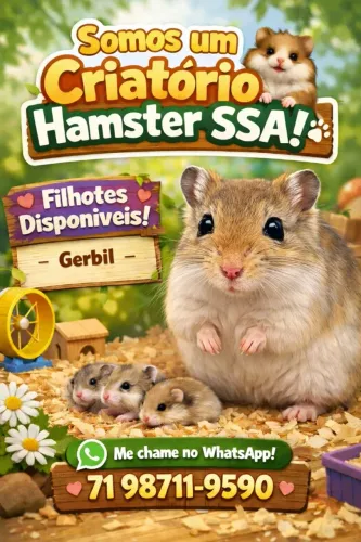 Criatório - Gerbil