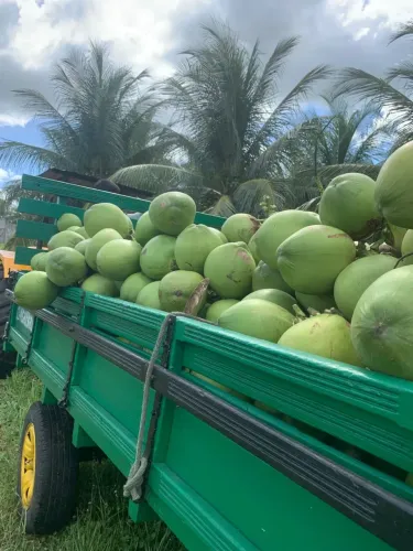 fazenda de coqueiros na região de Touros  um paraíso natural