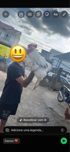 Galinhas e galos e patos