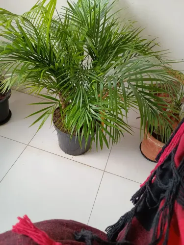Vendo uma palmeira linda