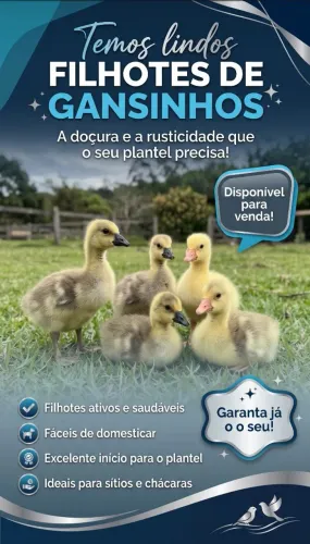 Filhote de ganso sinaleiro