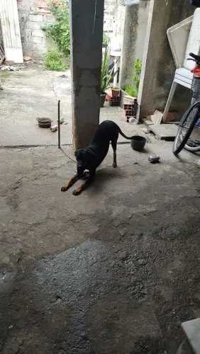 Cachorro doação 