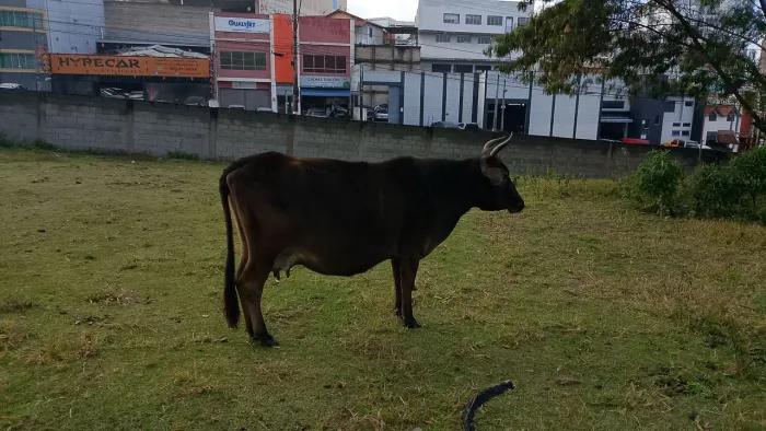 vaca enchendo pra cria