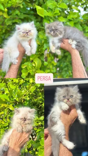 Gato Persa lindos filhotinhos com aparência de pelúcia