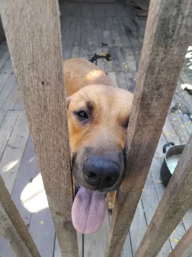  cachorra 