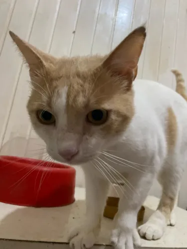 Doa-se gatinho