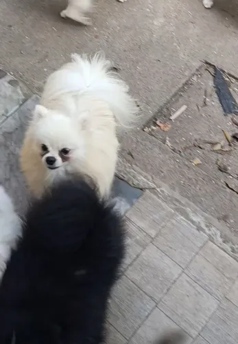 LULU DA POMERÂNIA PADREADOR