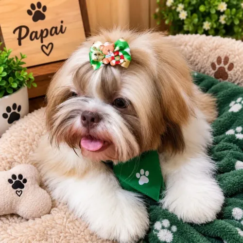 Shih-tzu Fêmea ? a menorzinha da ninhada! 
