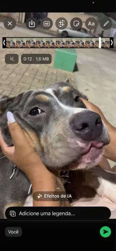 American Bully