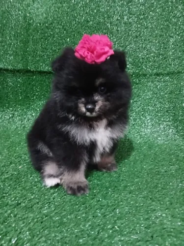 Uma fofurinha na sua tela - Lulu da Pomerânia