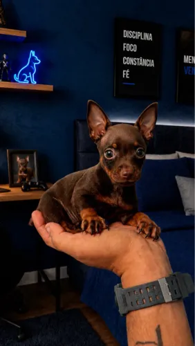 Pinscher micro macho
