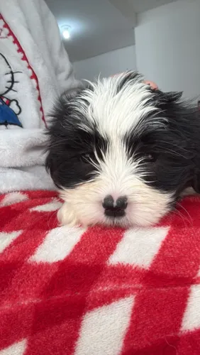 Vendo shihtzu (não tenho certeza se é pura)