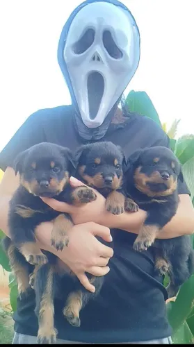 ROTTWEILER Alemão