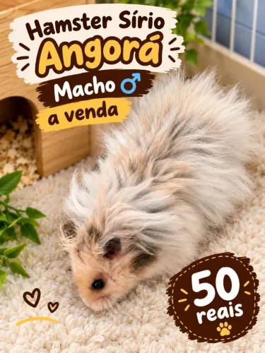 Hamster sírio