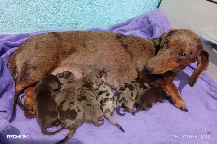 Filhotes de daschund pra reserva