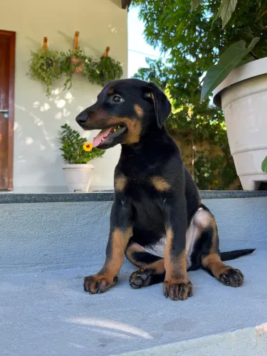 Filhote Doberman Fêmea