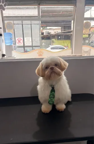Cachorro