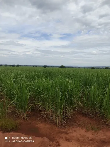 EXCELENTE FAZENDA COM CANA EM PANORAMA-SP ?? Área Total 272 Alqueires 80% em Cana Restante