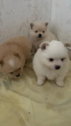 Filhotes de Spitz alemão, Lulu da pomerânea 