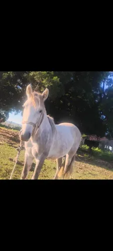 Cavalo