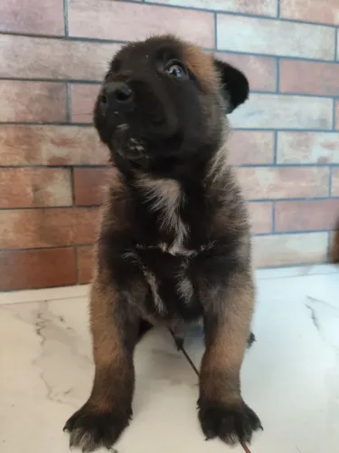 Filhote de Pastor Belga Malinois 