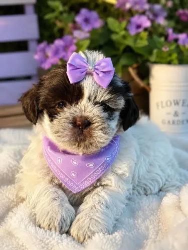 SHIH TZU FEMEA VENHA ADQUIRIR ESSA FILHOTE  HOJE 