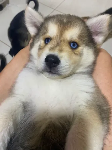 Husky Siberiano