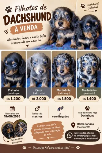 Dachshund (salsicha) Cofap lindos filhotes