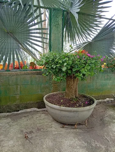 Bonsai Buganvília , árvore antiga . Aceito troca...troco por bicicleta speed 