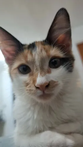 Doação de gatinhas 