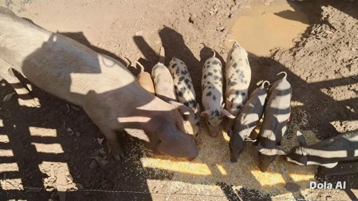 Venda de porca Matriz e 7 leitão lote fechado